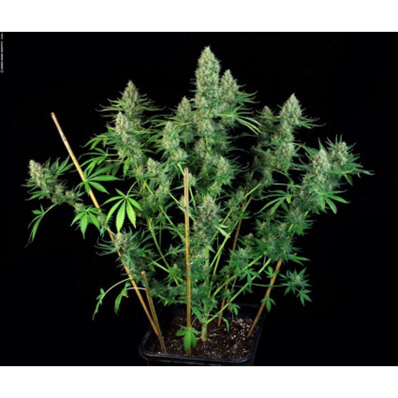 Serious Seeds Motavation Balenie: 11 ks