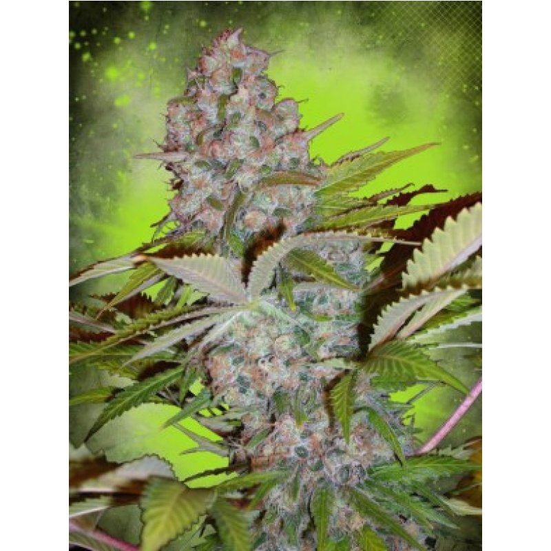 Ministry of Cannabis Auto Cheese NL Balenie: 5 ks