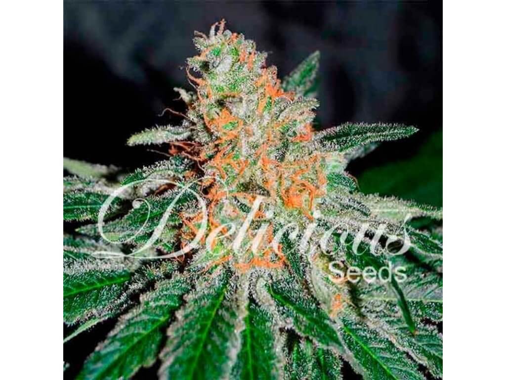 Delicious Seeds CBD Jam Balenie: 3 ks
