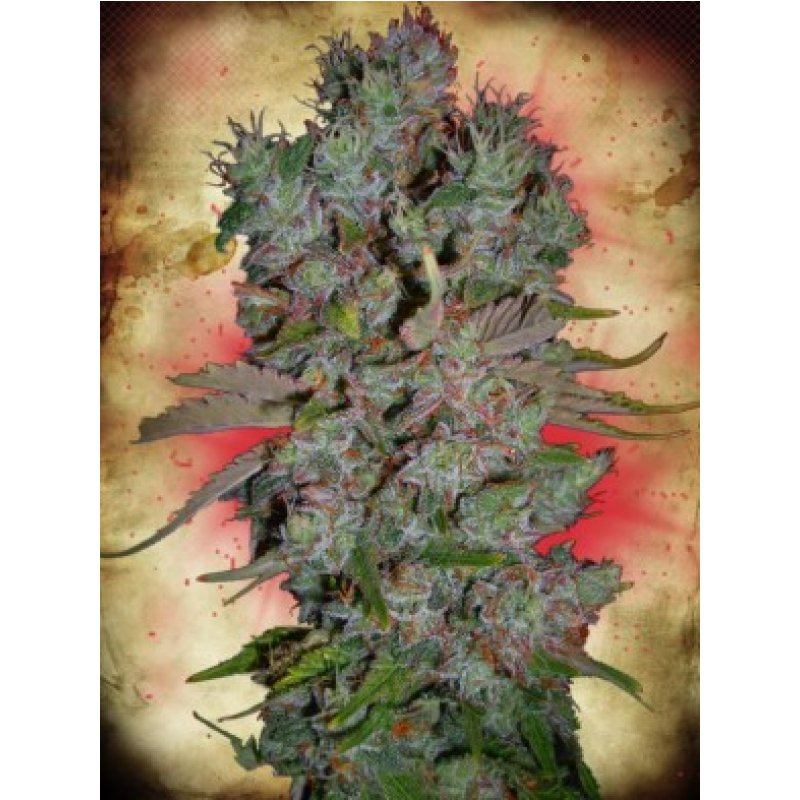 Ministry of Cannabis Auto Blueberry Domina Balenie: 5 ks