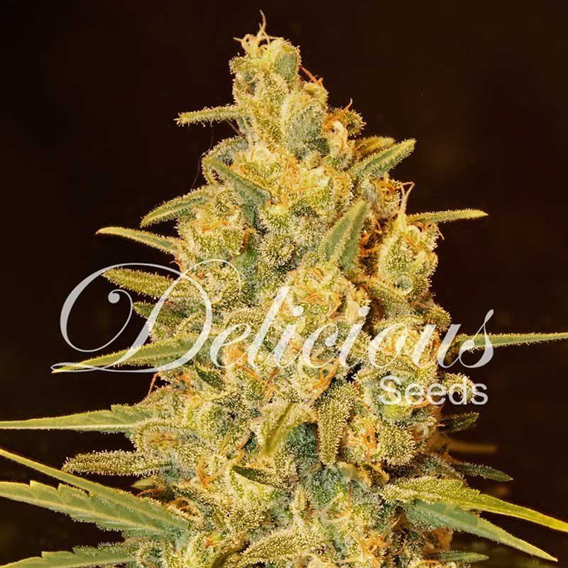 Delicious Seeds Critical Sensi Star Balenie: 1 ks