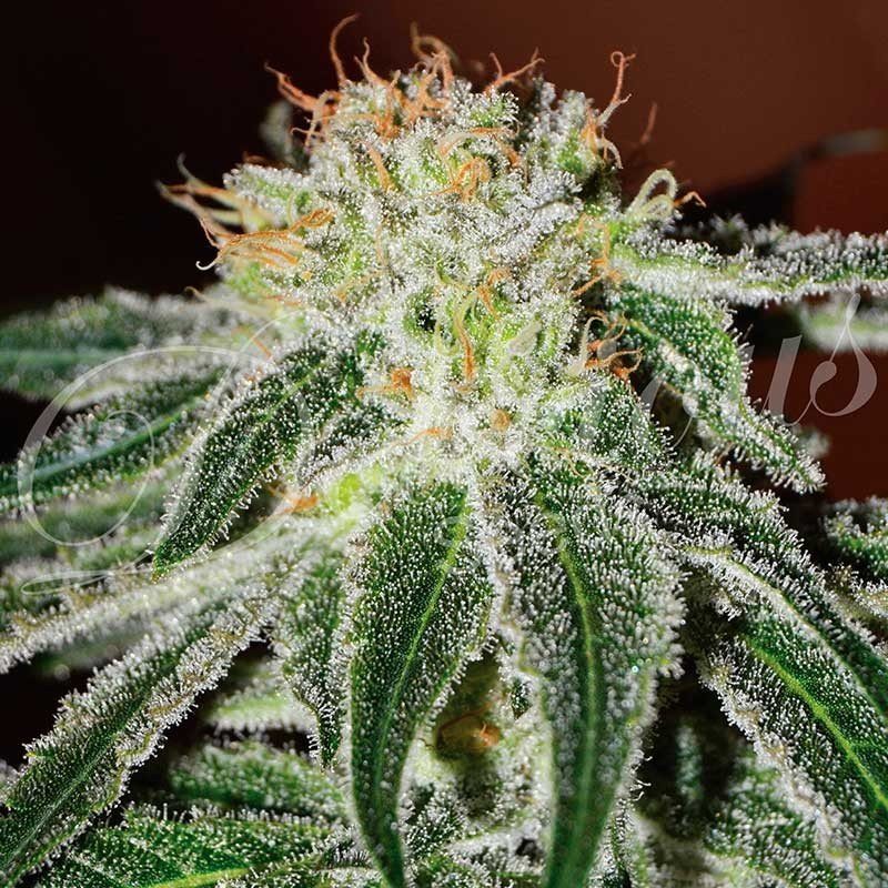 Delicious Seeds Black Russian Balenie: 1 ks