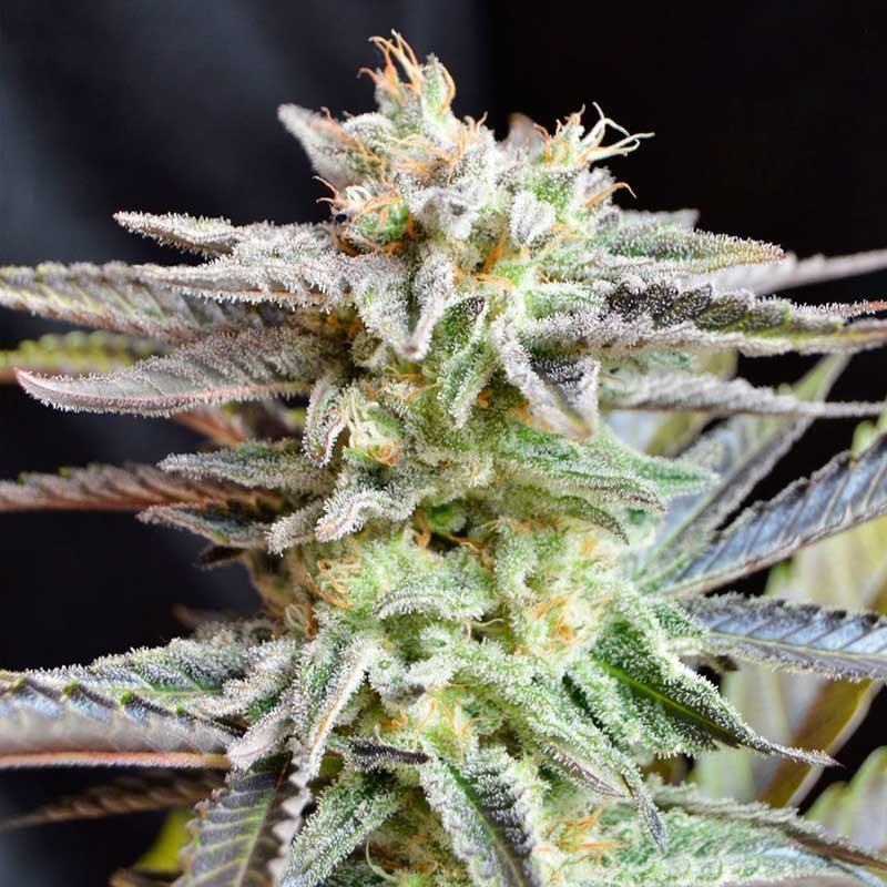 Delicious Seeds Sugar Black Rose Balenie: 1 ks