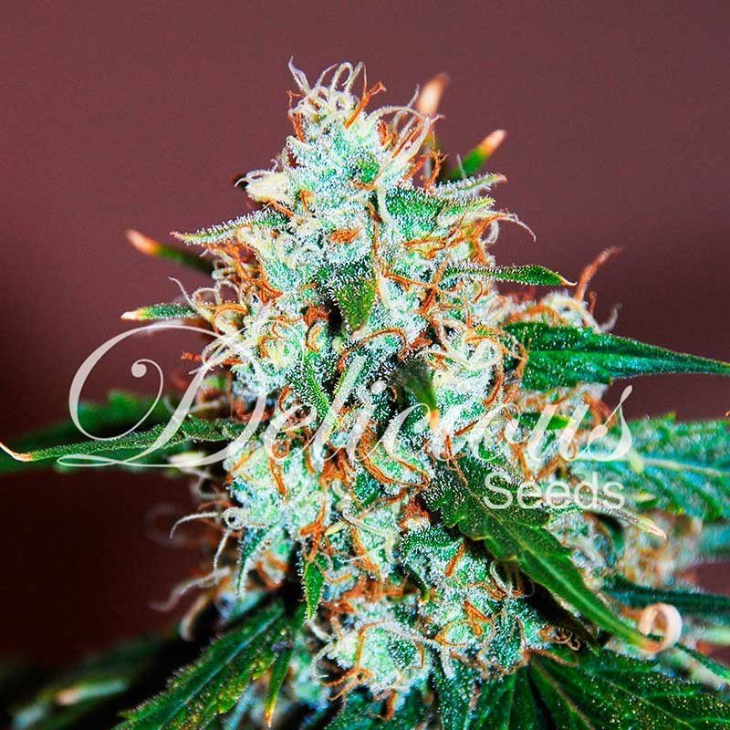 Delicious Seeds Critical Neville Haze 2.0 Balenie: 3 ks