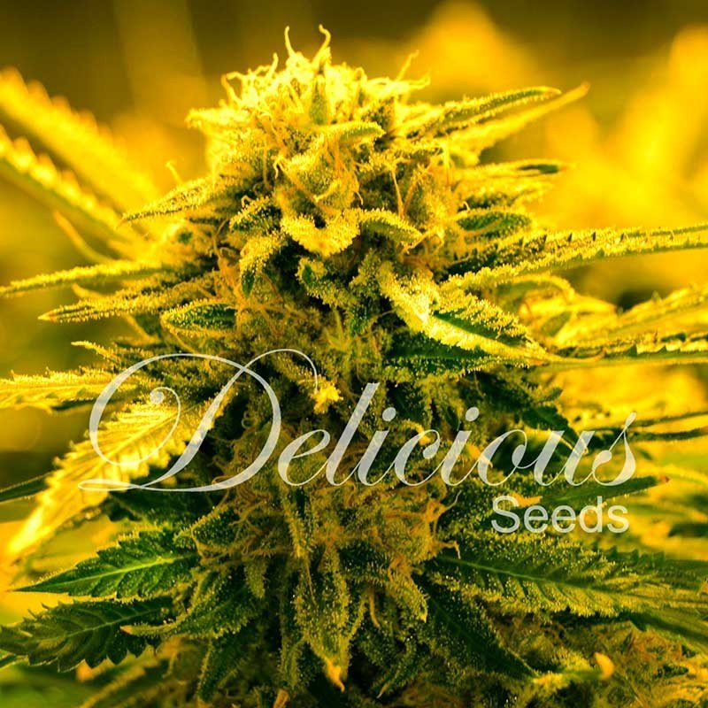 Delicious Seeds Sugar Black Rose Auto Balenie: 10 ks