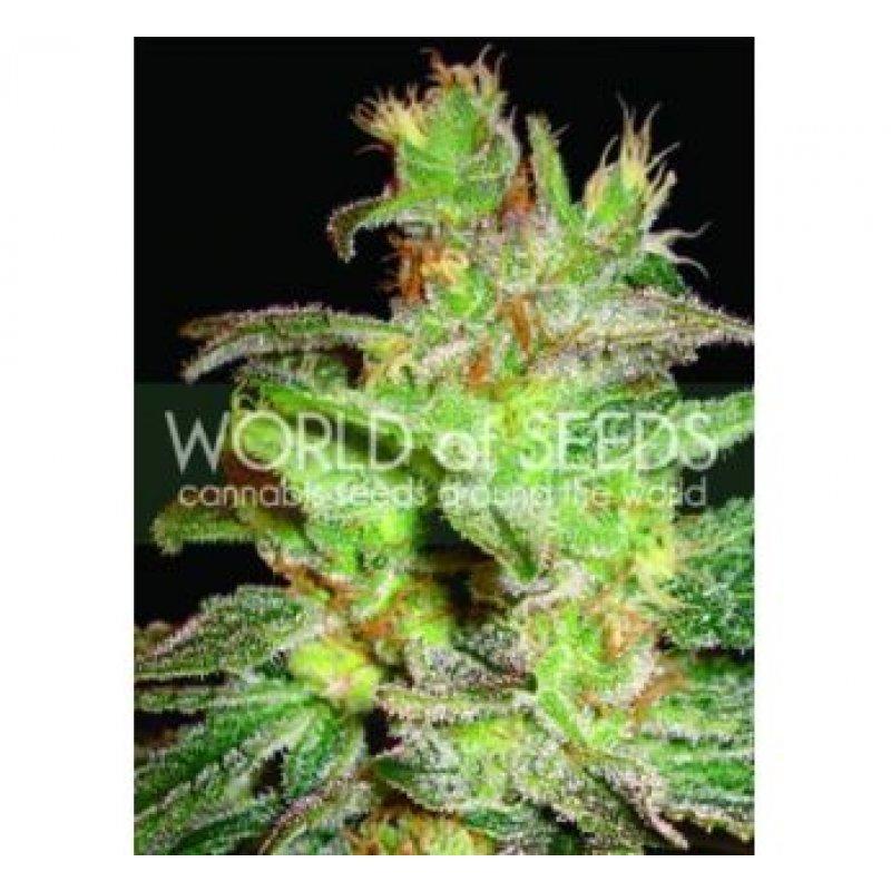 World of Seeds Northern Light x Big Bud Balenie: 7 ks