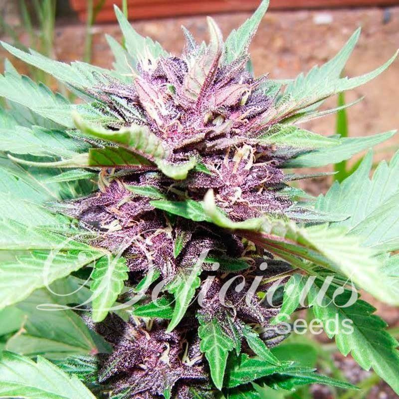 Delicious Seeds Dark Purple Auto Balenie: 5 ks