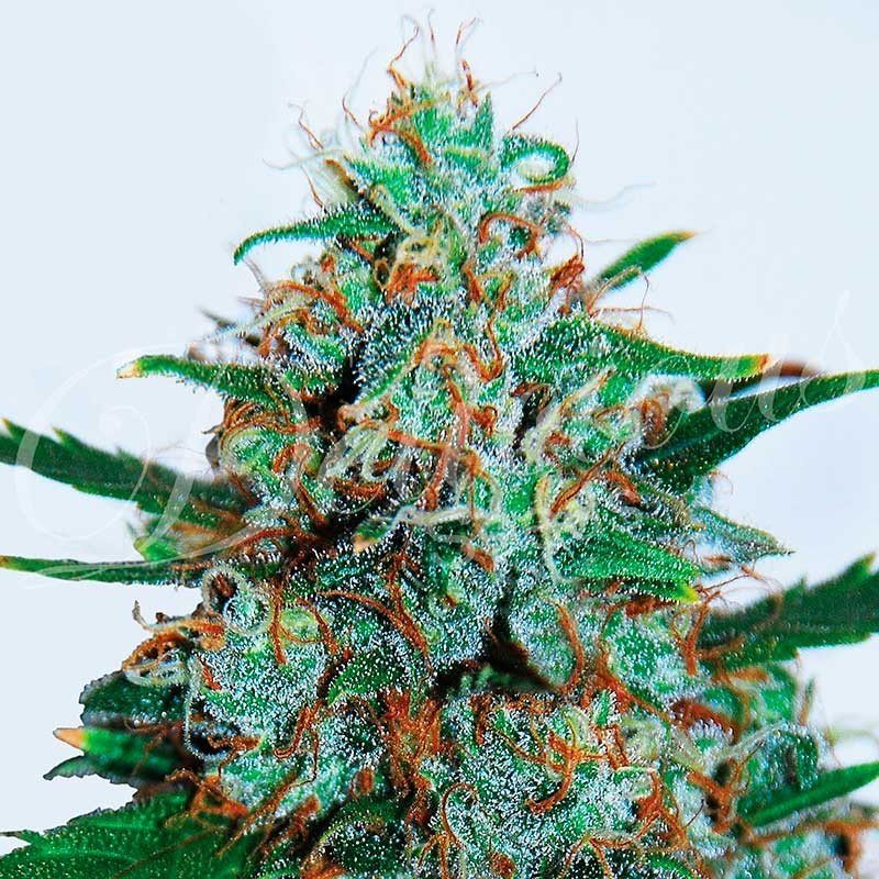 Delicious Seeds Critical Neville Haze Auto Balenie: 3 ks