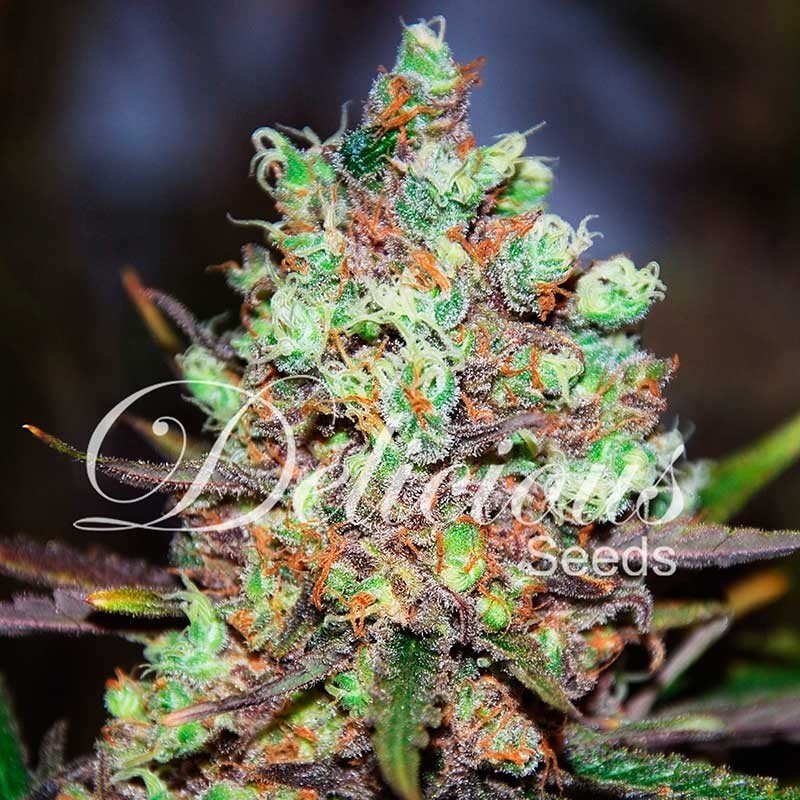 Delicious Seeds Cotton Candy Kush Balenie: 5 ks