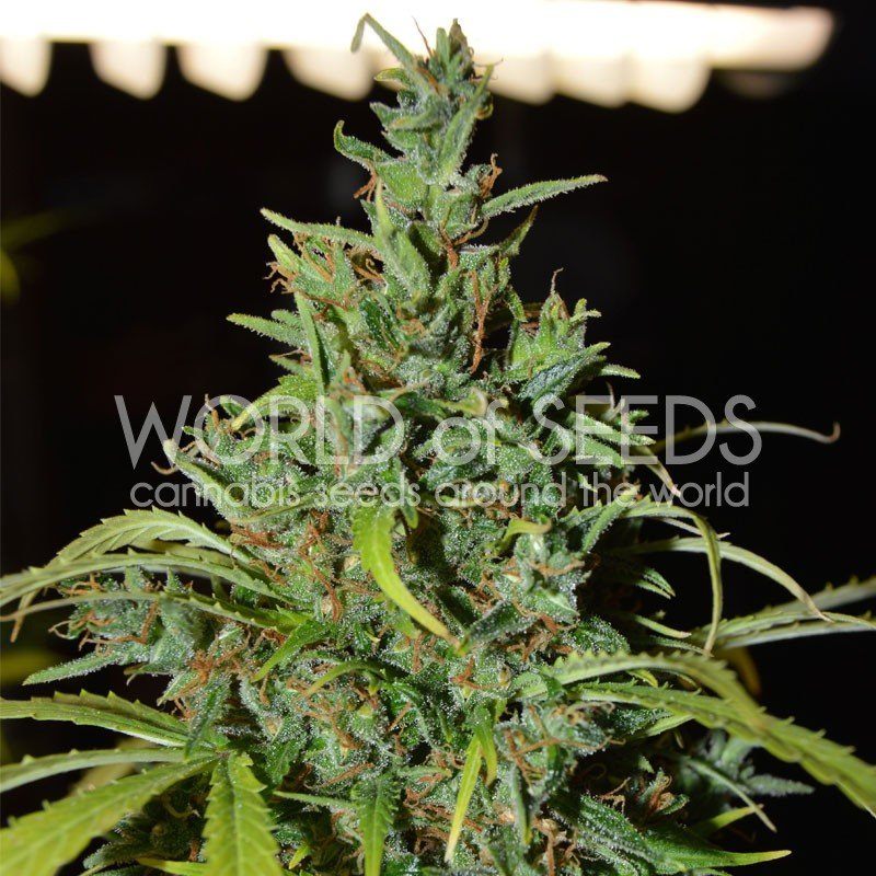 World of Seeds Neville Haze Auto Balenie: 7 ks