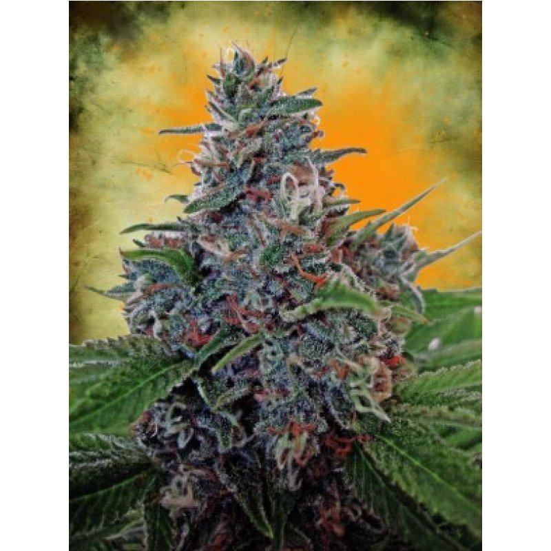 Ministry of Cannabis Ultra White Amnesia Balenie: 5 ks