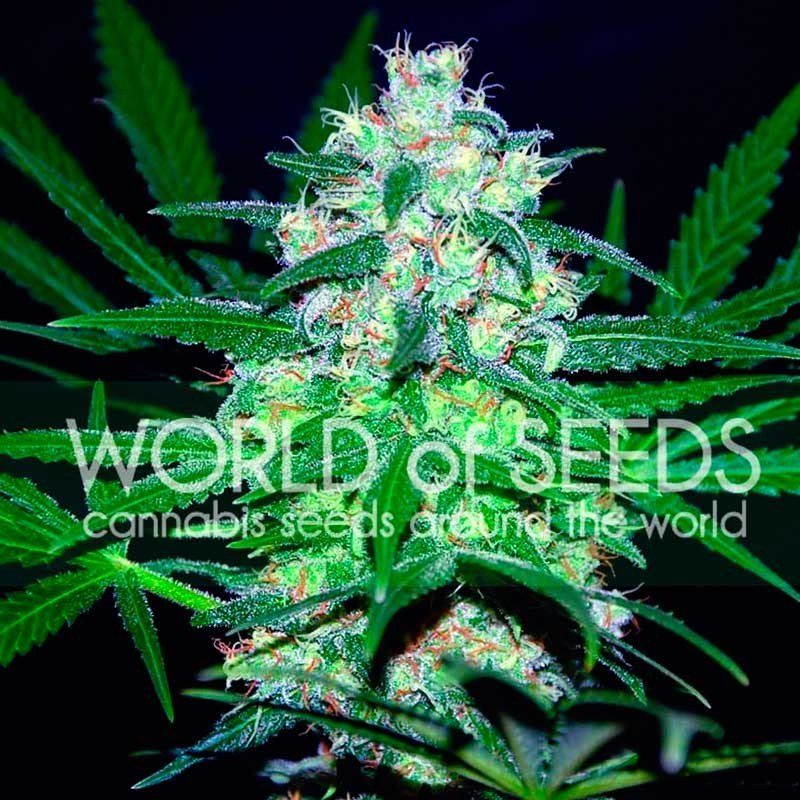 World of Seeds Pakistan Valley Balenie: 7 ks