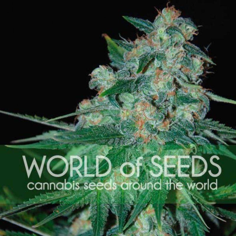 World of Seeds Ketama Balenie: 3 ks