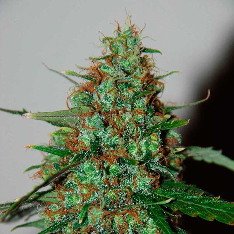 World of Seeds Wild Thailand Ryder Balenie: 3 ks