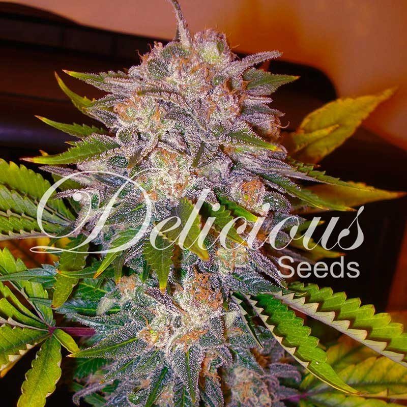 Delicious Seeds Caramelo Balenie: 5 ks