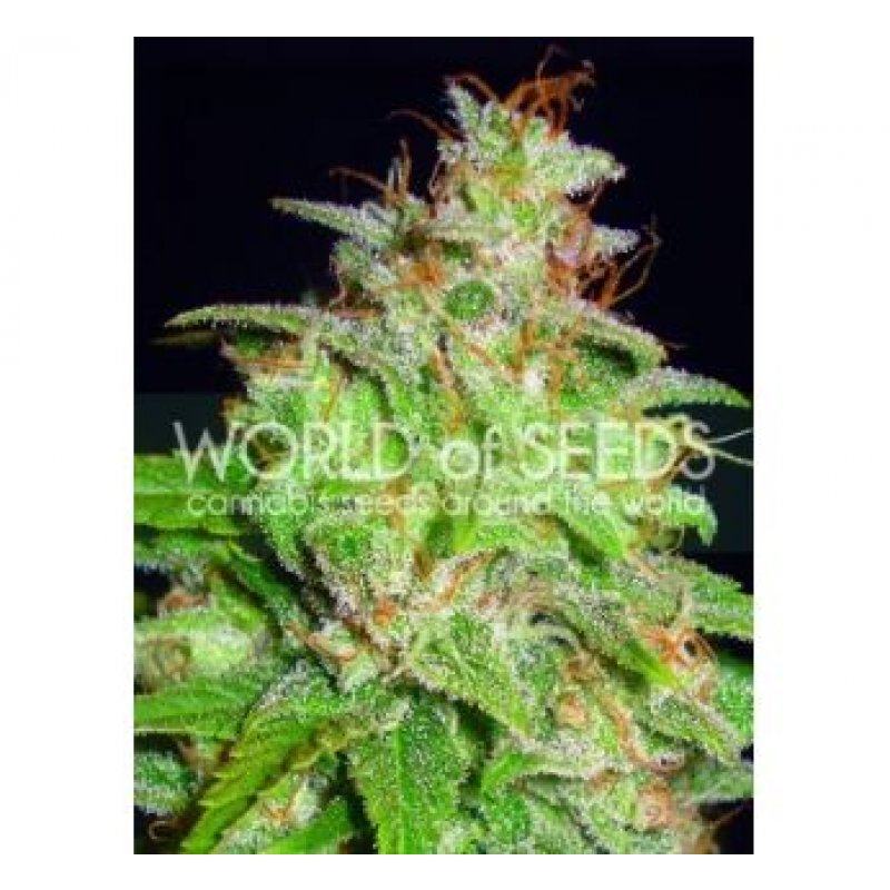 World of Seeds Mazar x White Rhino Balenie: 7 ks