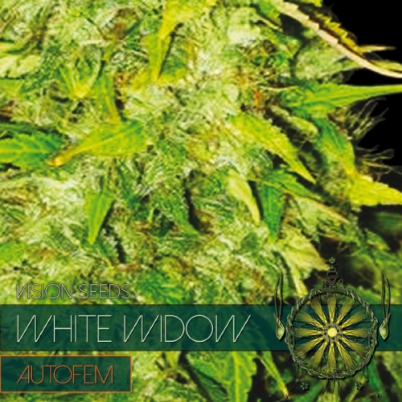 Vision Seeds White Widow Autofem Balenie: 10 ks