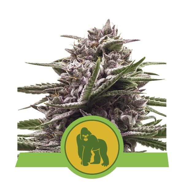 Royal Queen Seeds Royal Gorilla Automatic Balenie: 3 ks