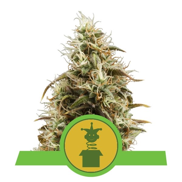 Royal Queen Seeds Royal Jack Auto Balenie: 10 ks