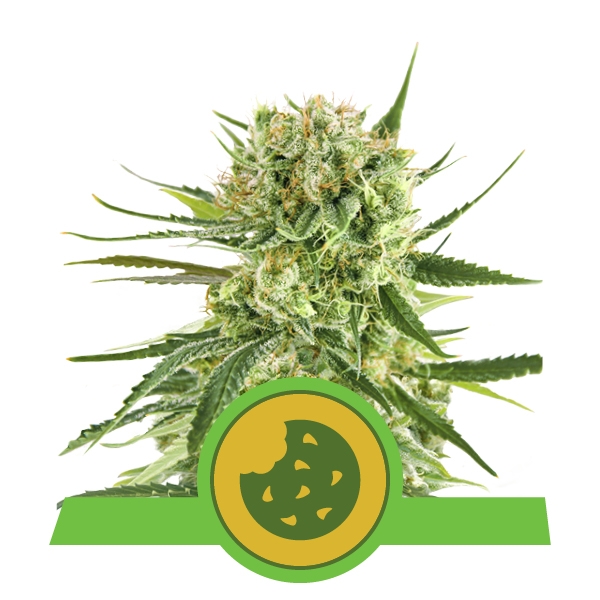Royal Queen Seeds Royal Cookies Auto Balenie: 10 ks