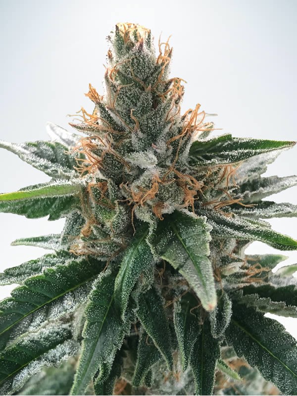 Ministry of Cannabis God 's Glue Balenie: 10 ks