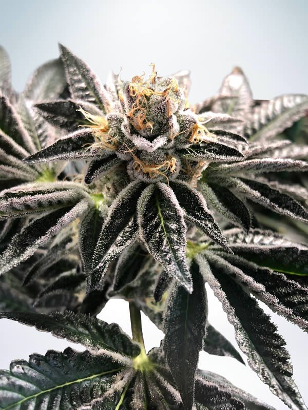 Ministry of Cannabis mandarin Gelato Balenie: 5 ks