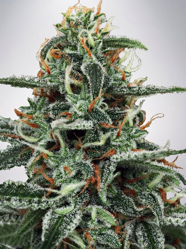 Ministry of Cannabis White Widow Balenie: 5 ks