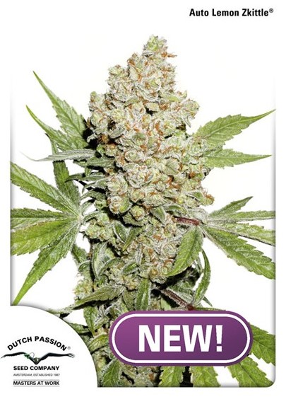 Dutch Passion Auto Lemon Kix Balenie: 7 ks