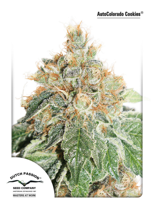 Dutch Passion Auto Colorado Cookies Balenie: 3 ks