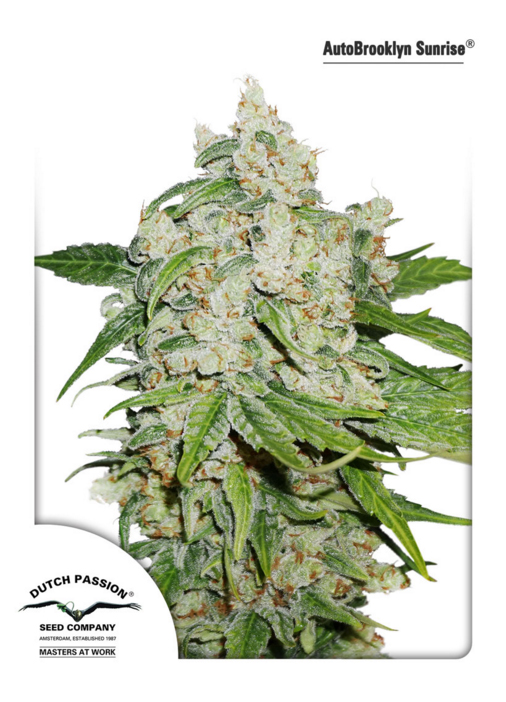 Dutch Passion Auto Brooklyn Sunrise Balenie: 3 ks