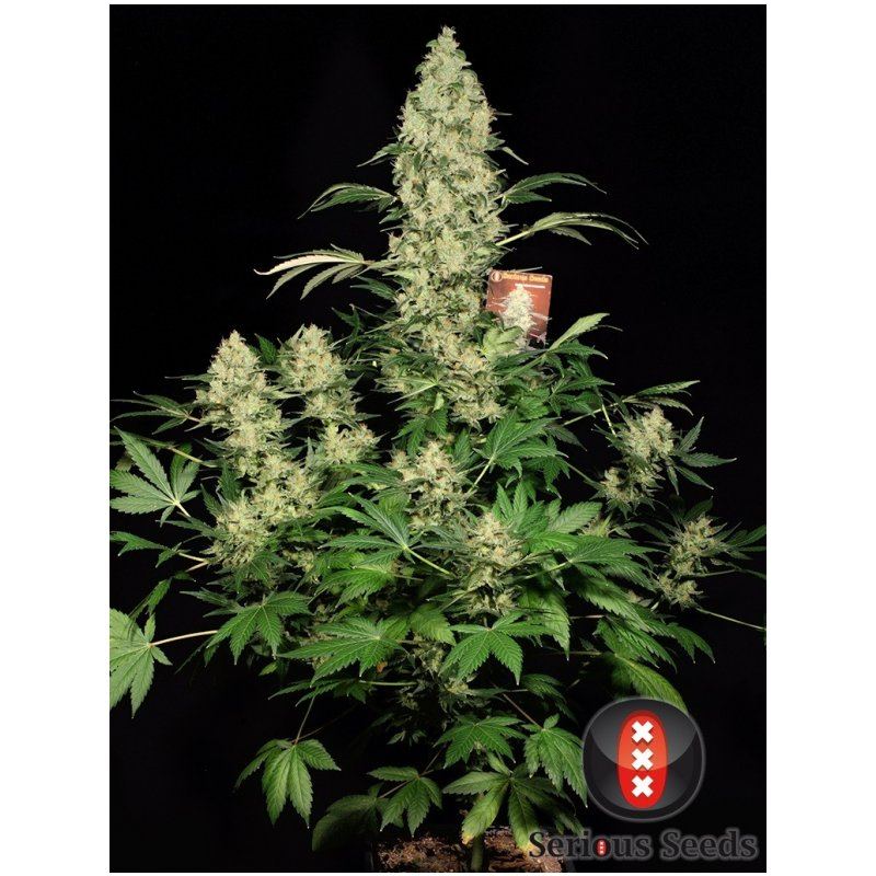 Serious Seeds AK-47 Balenie: 6 ks