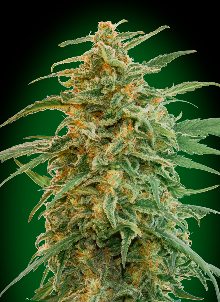 00 seeds Auto 00 Gorilla Balenie: 5 ks