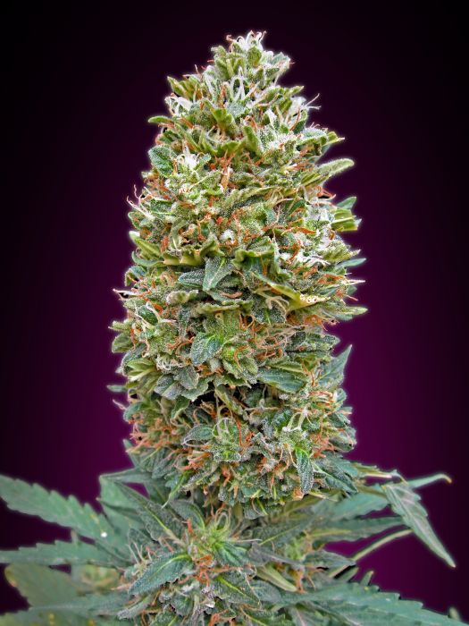 00 seeds Auto BubbleGum XXL Balenie: 5 ks