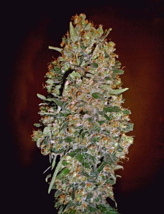 00 seeds Auto Chocolate Skunk Balenie: 3 ks