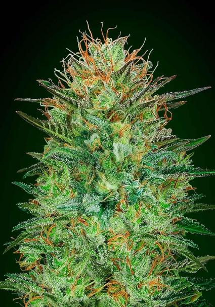 00 seeds Auto Sweet Critical Balenie: 3 ks