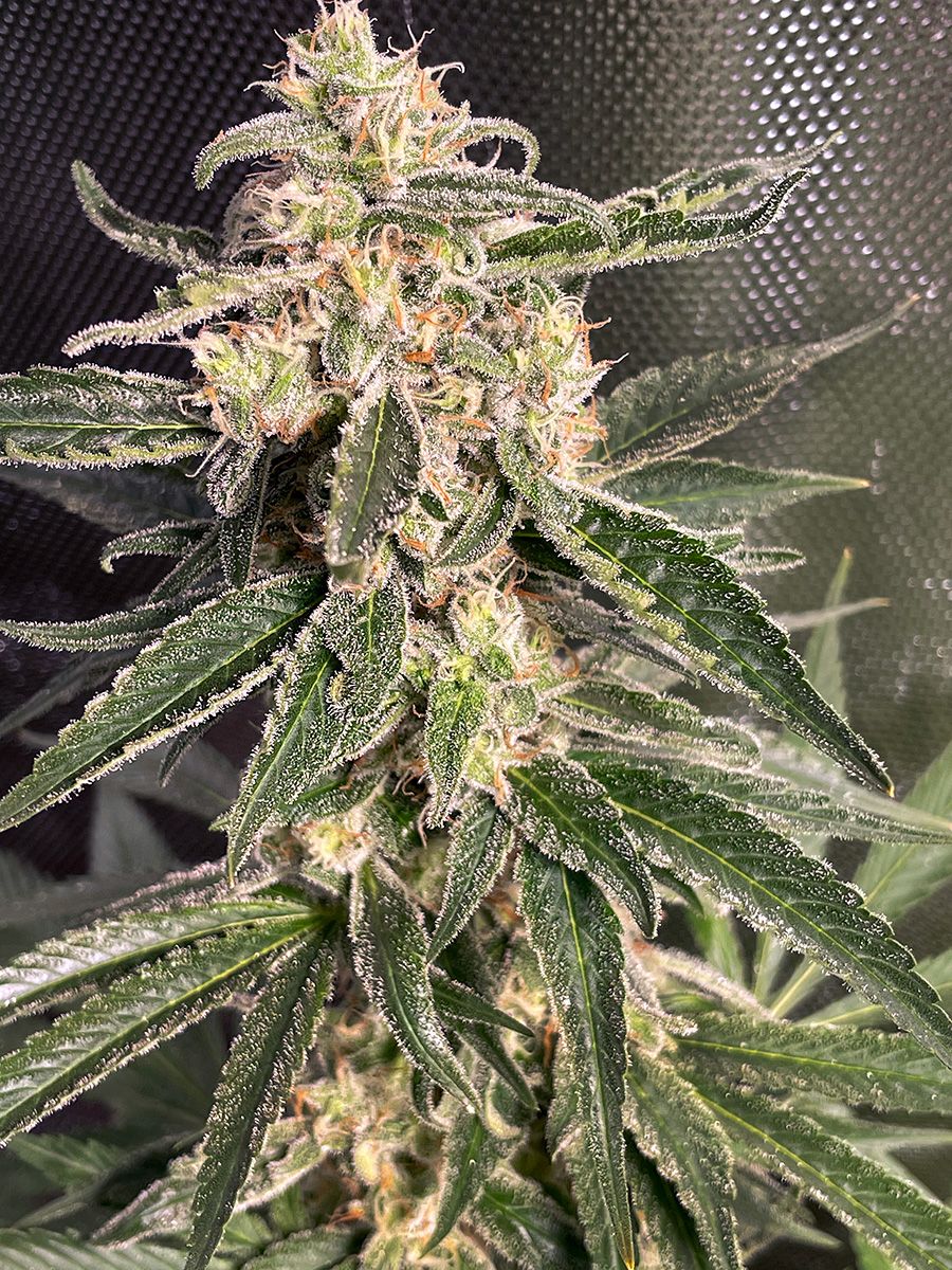 Ministry of Cannabis Auto Sweet Donkey Balenie: 5 ks