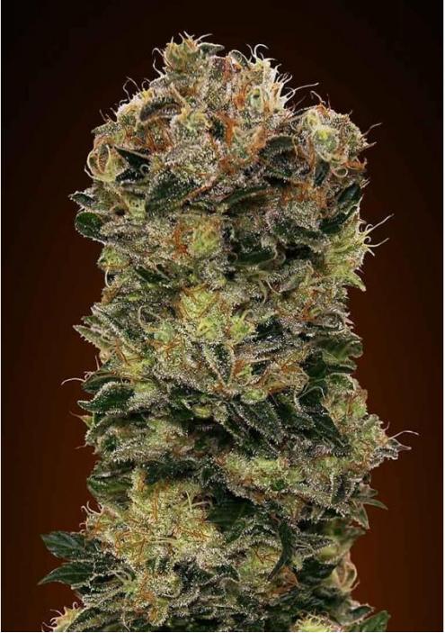 00 seeds Auto Sweet Soma Balenie: 3 ks