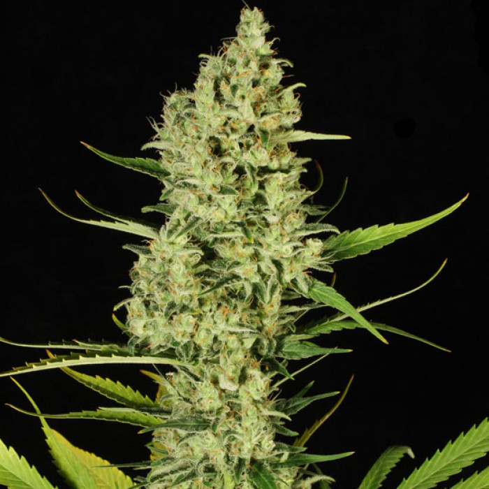 Paradise Seeds Delahaze Balenie: 10 ks