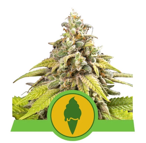 Royal Queen Seeds Green Gelato Auto Balenie: 10 ks