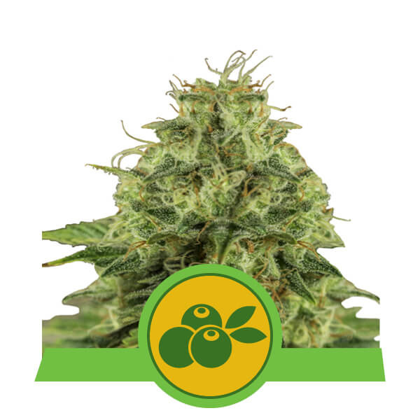 Royal Queen Seeds Haze Berry Auto Balenie: 3 ks