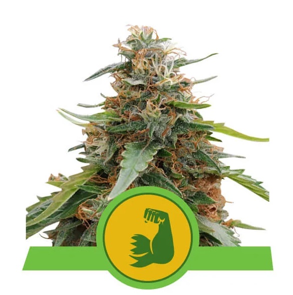 Royal Queen Seeds HulkBerry Auto Balenie: 10 ks