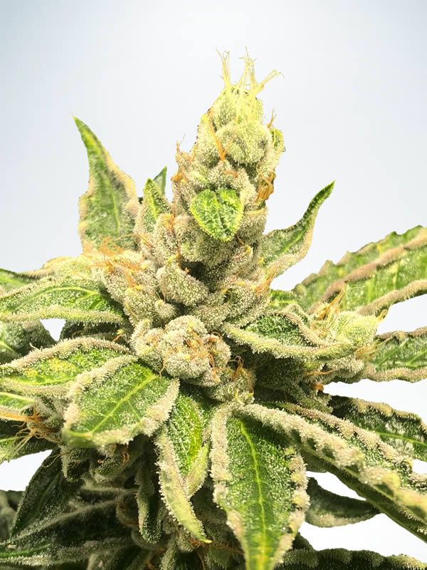 Ministry of Cannabis Mamacita 's Cookies Balenie: 5 ks