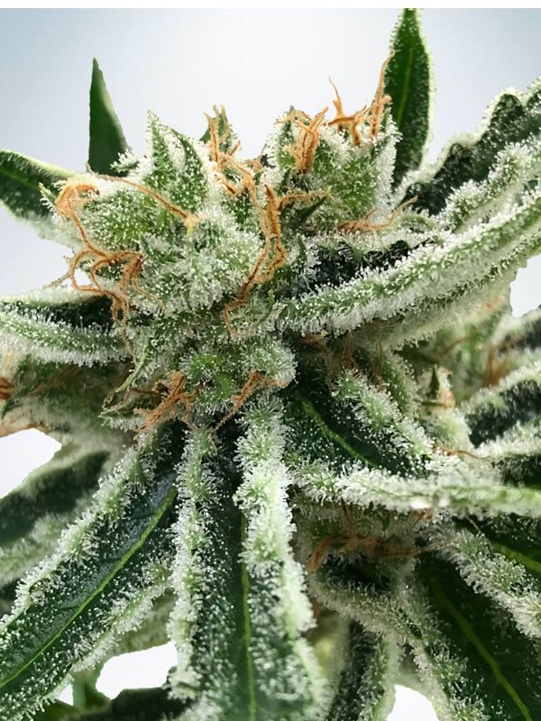 Ministry of Cannabis mandarin Haze Balenie: 2 ks