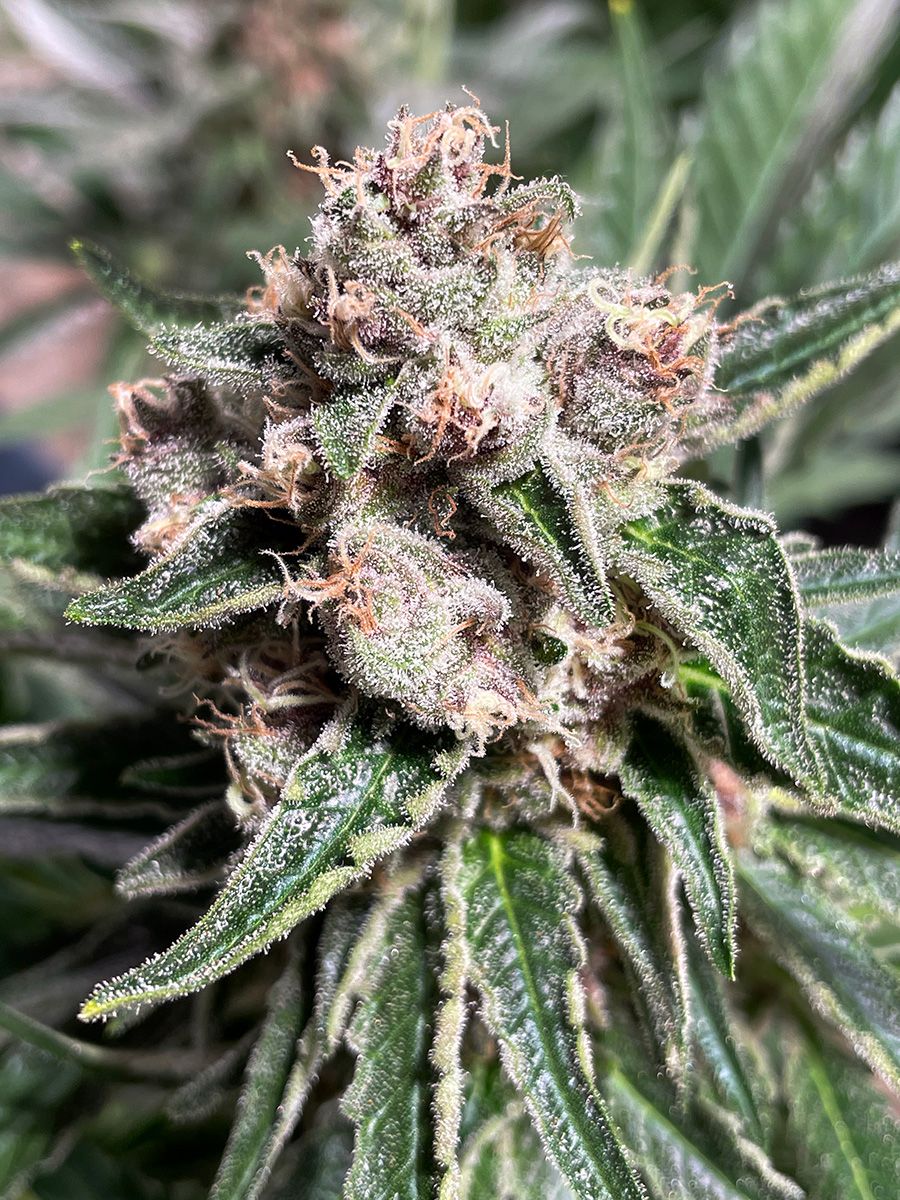 Ministry of Cannabis Mars Mellow Balenie: 5 ks