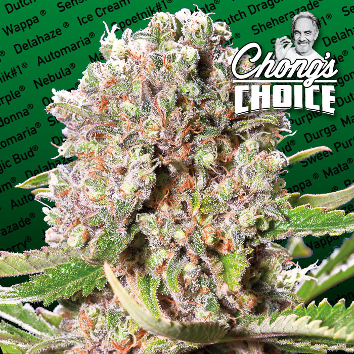 Paradise Seeds Mendocino Skunk Balenie: 5 ks