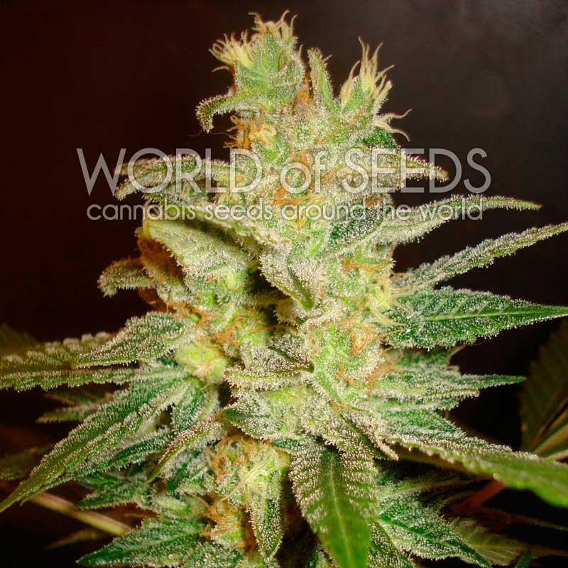 World of Seeds Northern Light x Big Bud Early version Balenie: 12 ks