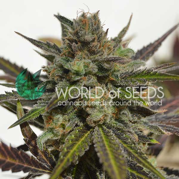 World of Seeds Northern Light x Skunk Balenie: 7 ks