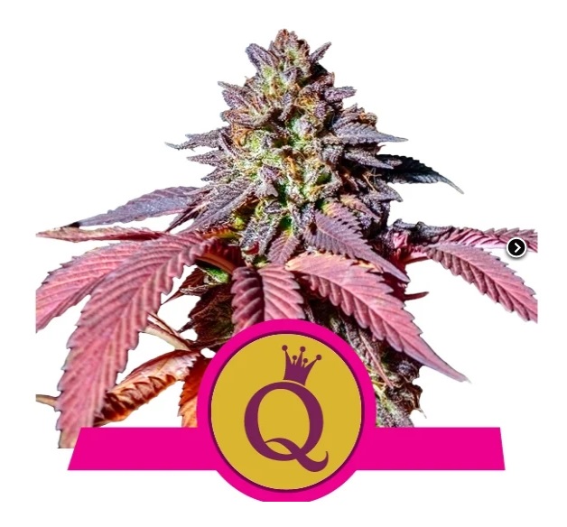 Royal Queen Seeds Purple Queen Fem Balenie: 5 ks