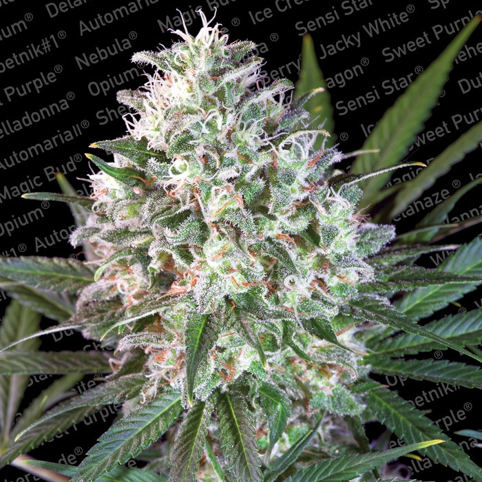 Paradise Seeds Space Cookies Balenie: 10 ks