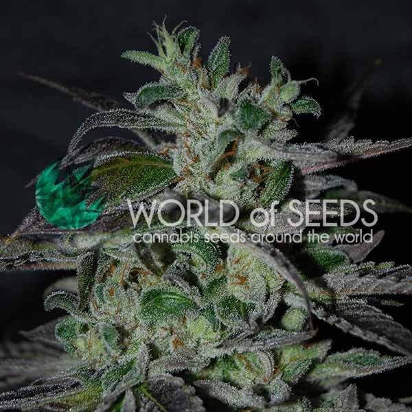 World of Seeds Strawberry Blue Early version Balenie: 3 ks